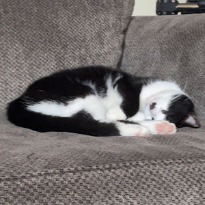 Meet your Posher, Shayla